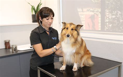 cranbourne vet|South Cranbourne Vet Surgery: Quality Pet Care .